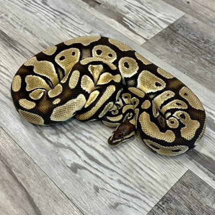 Proven Breeder Hi OD Het Clown