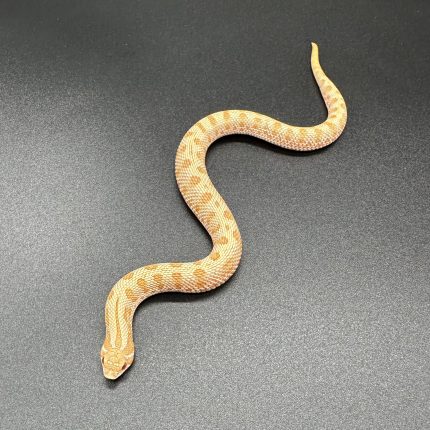 Anaconda Albino Het Axanthic