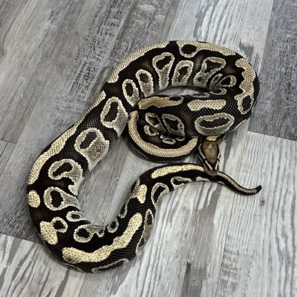 Proven Breeder Fire Het Clown