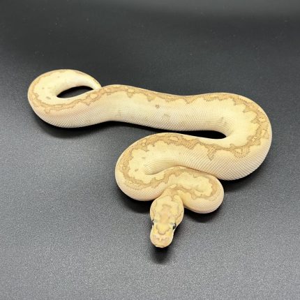 Bamboo RS (YB) Clown