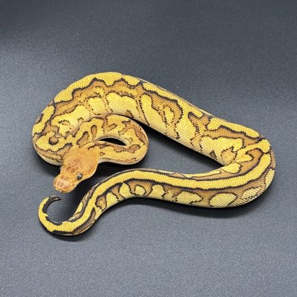 Hurricane RS YB Gstripe Clown Het DG (Enhancer)