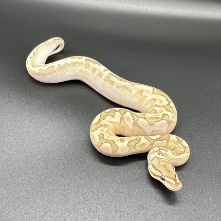Pastel Kellico Bamboo Het Clown