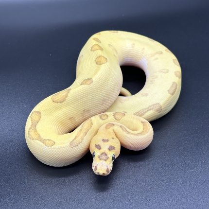 Super Enchi Disco Inferno Clown