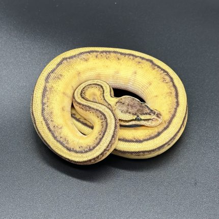 Pastel Russo Enchi Gstripe