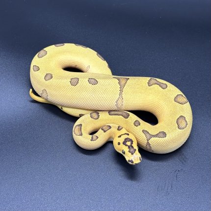 Super Enchi Disco/Fire  Clown