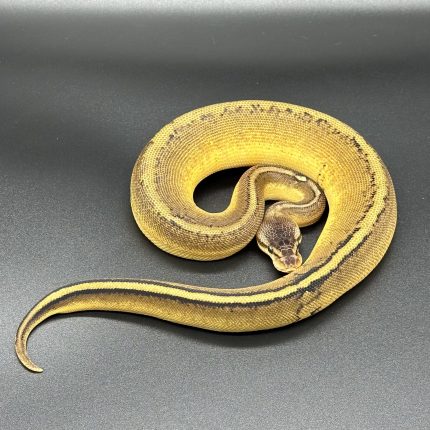 Hurricane YB Pastel Gstripe (RS) 66% Clown 50% Enhancer