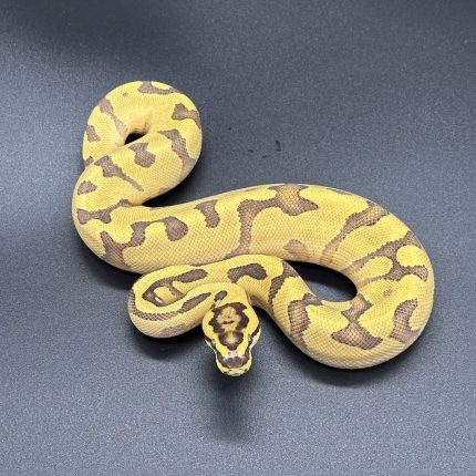 Enchi Disco/Fire Het Clown