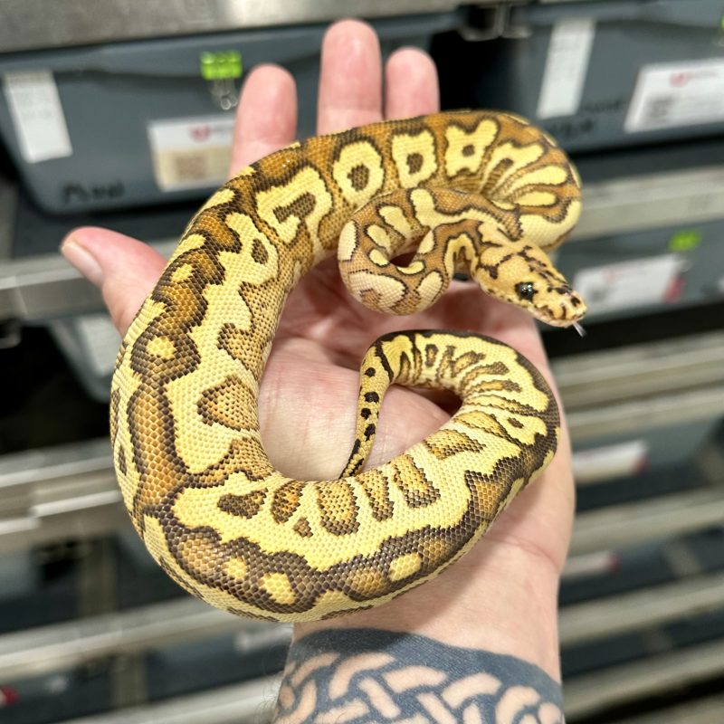 Clown combo Ball Python bred in Knoxville Tennessee