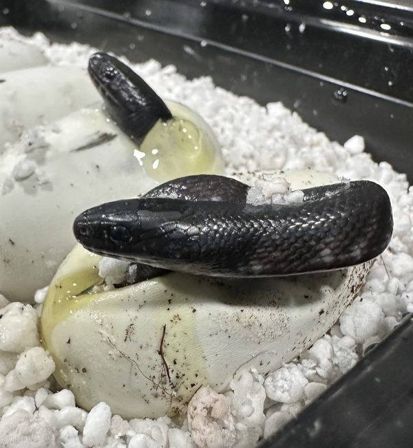 mexican-black-kingsnake