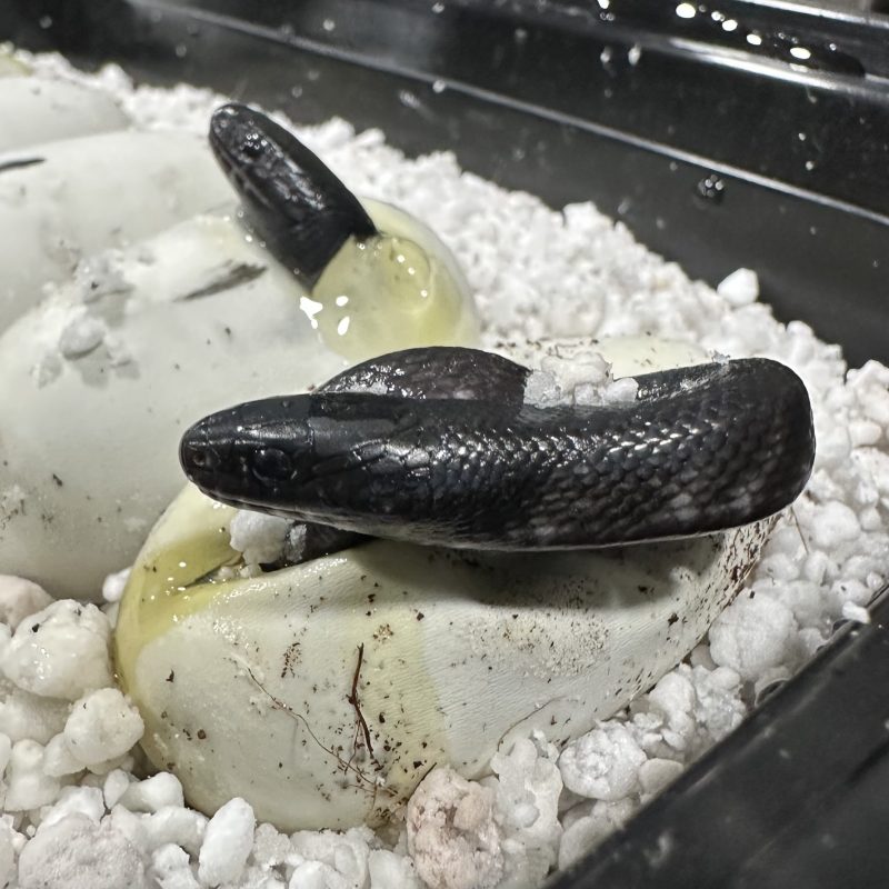 Mexican Black Kingsnake bred in Knoxville Tennessee with deep black iridescence