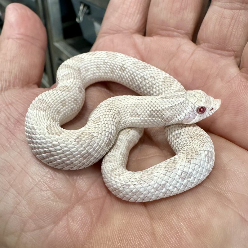 Snow Western Hognose bred in Knoxville Tennessee with clean white and pink coloration