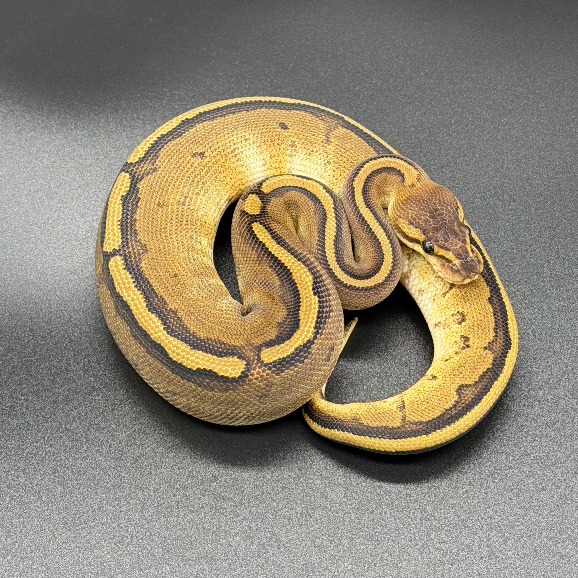 RS Gstripe ph Clown Enhancer