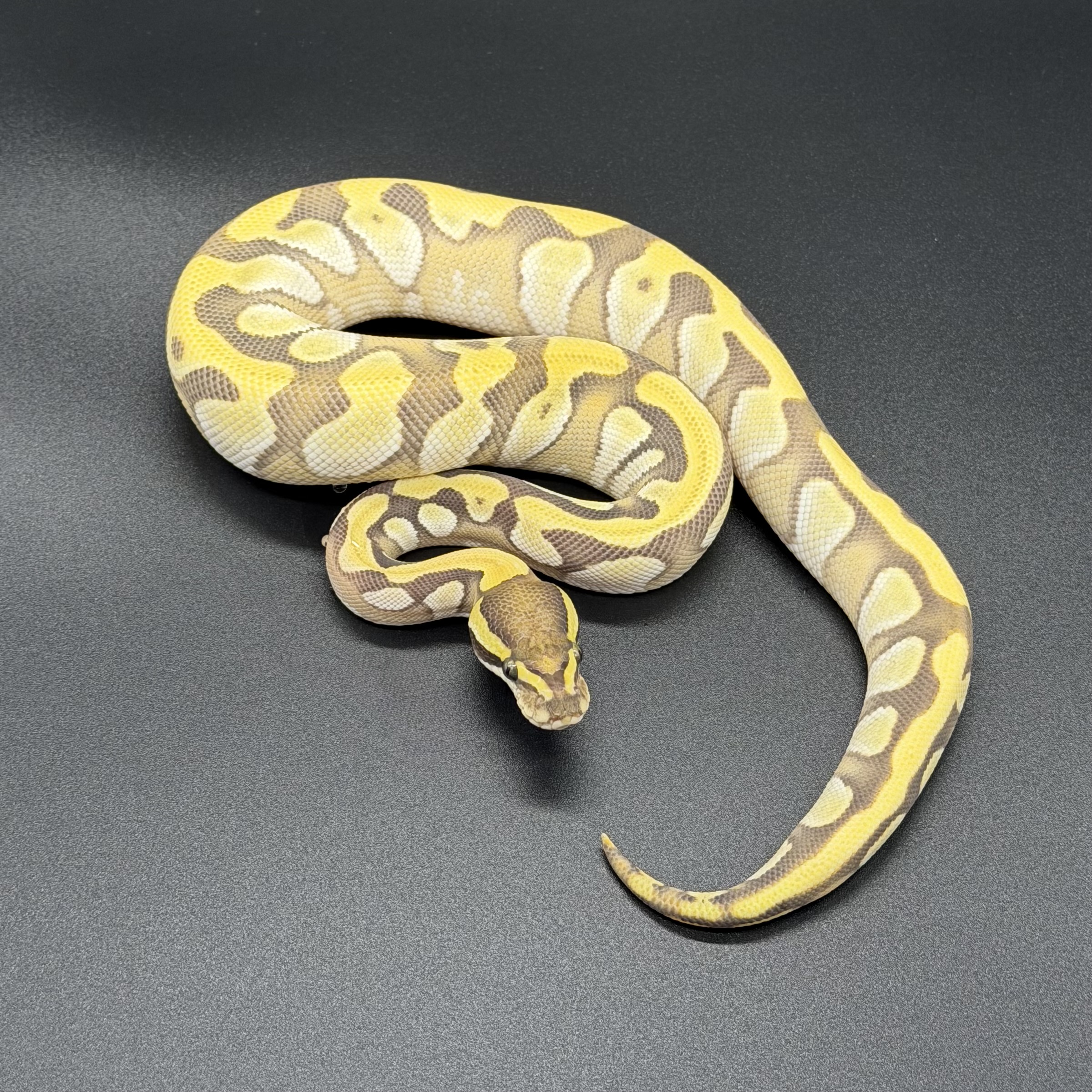Enchi Mojave DG Het Hypo