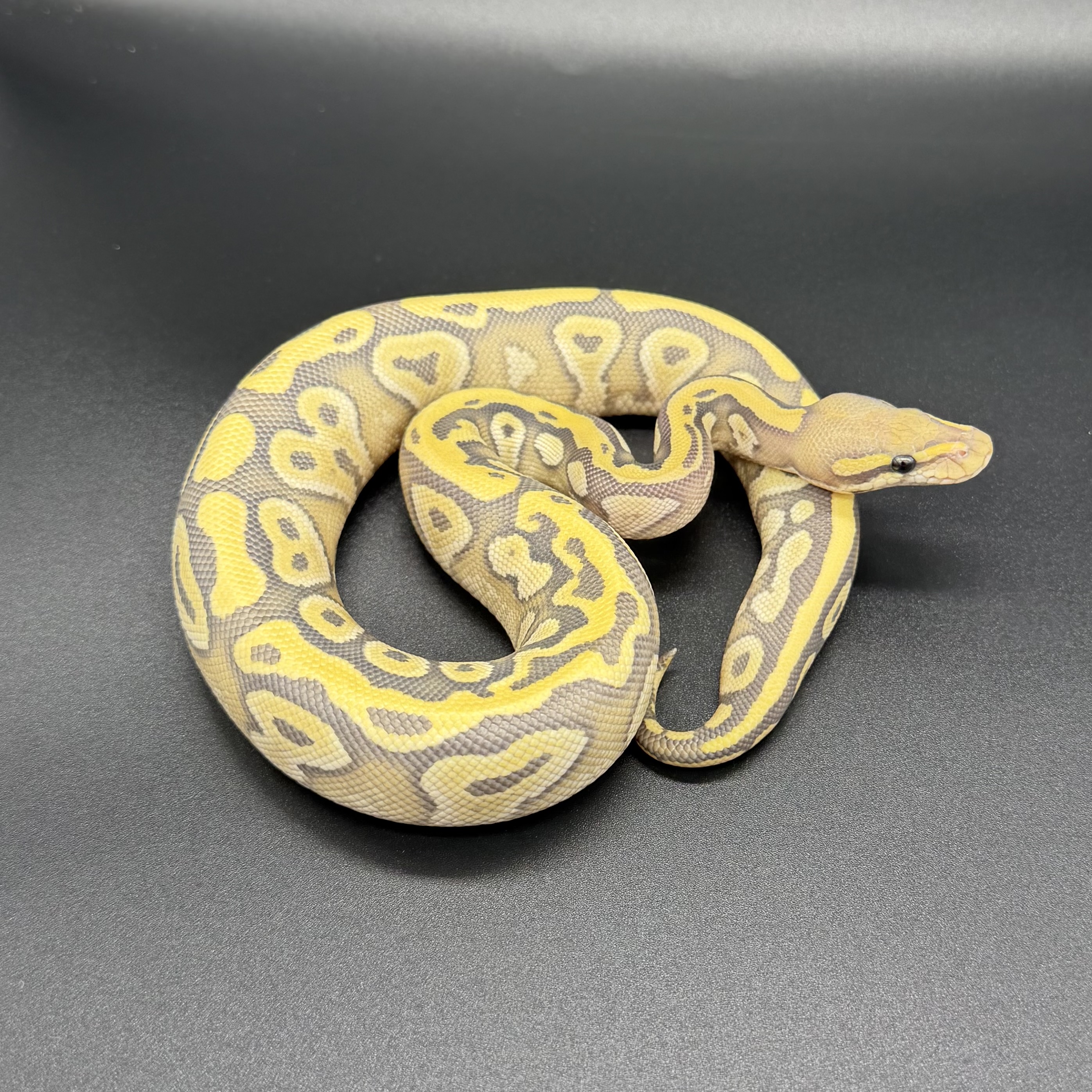 Mojave Hypo DG