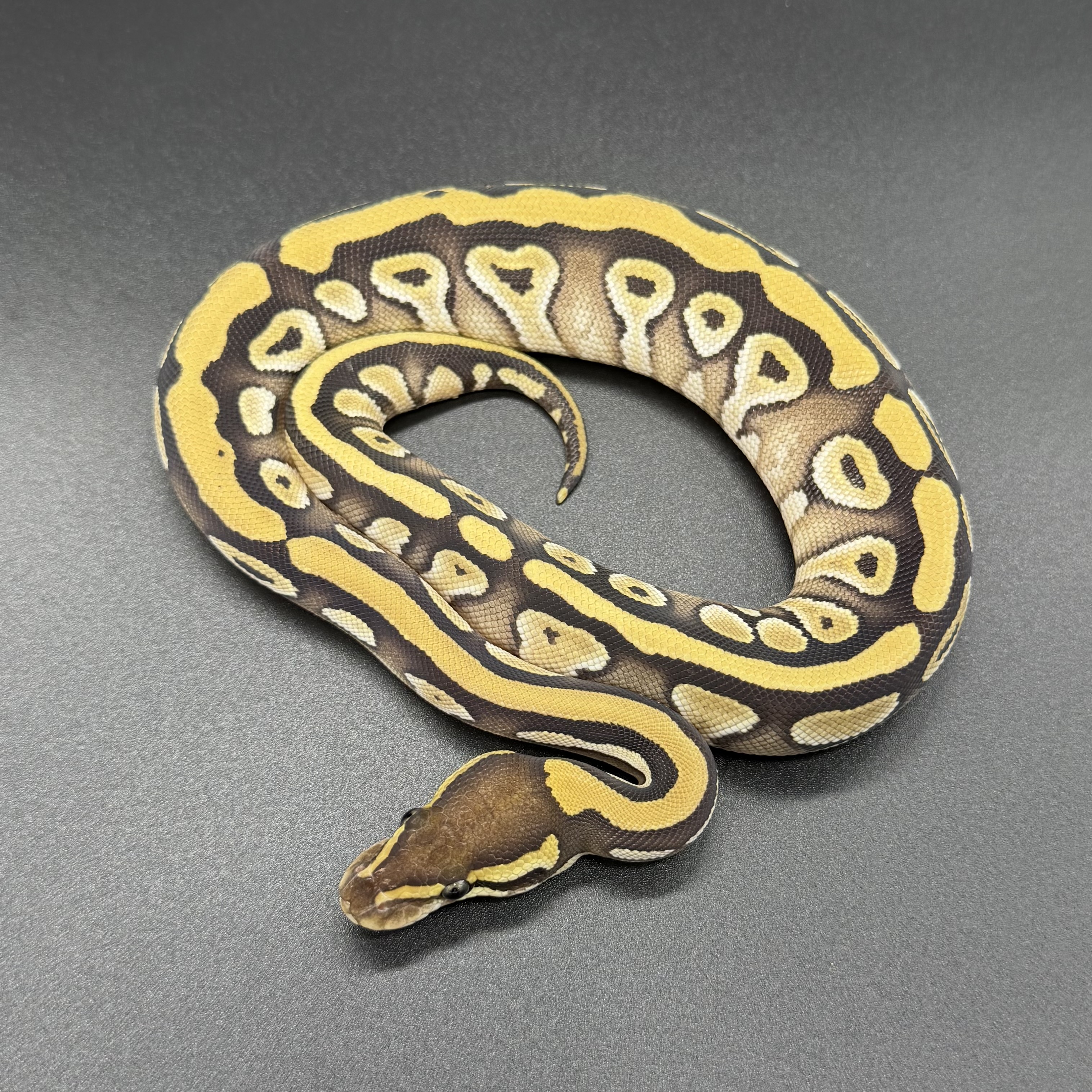 Mojave Het DG
