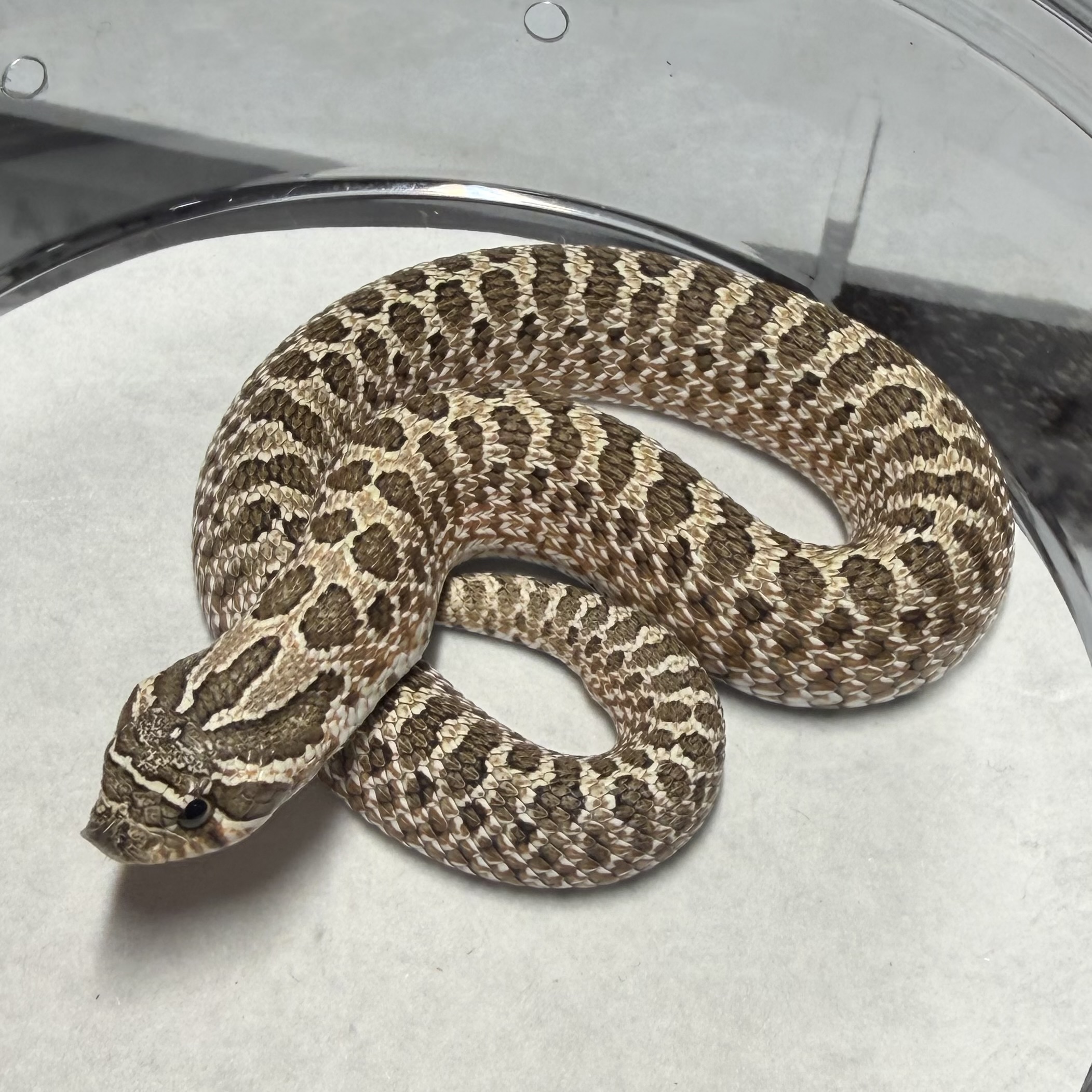 Arctic Het Lav