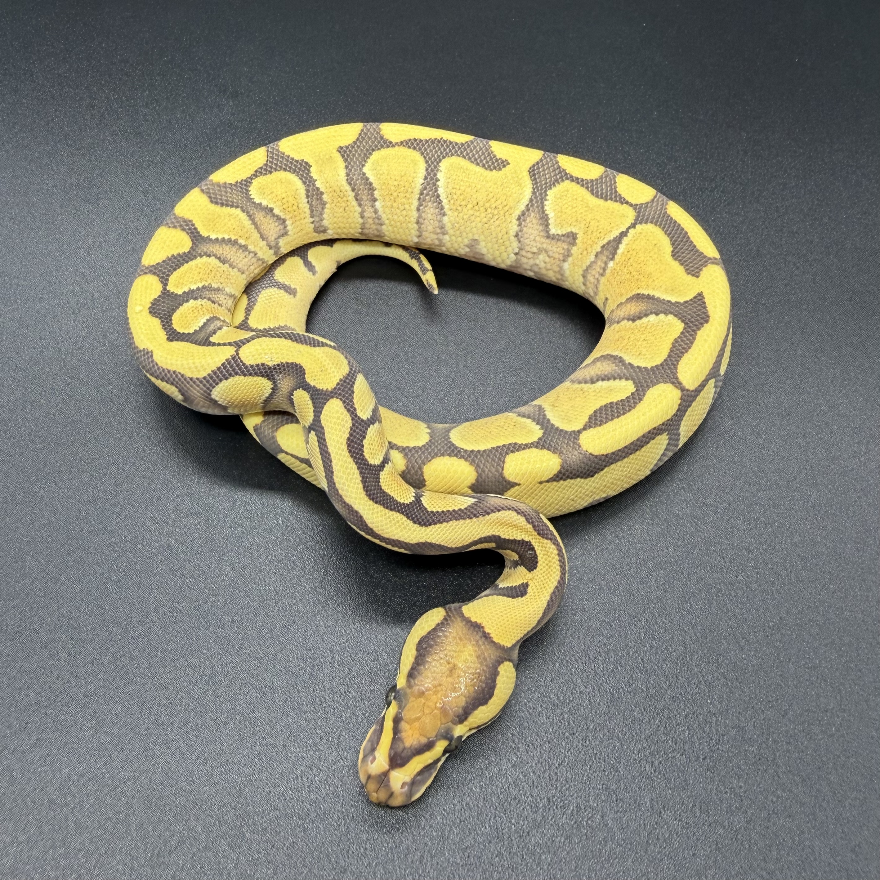 Enchi YB Hypo DG