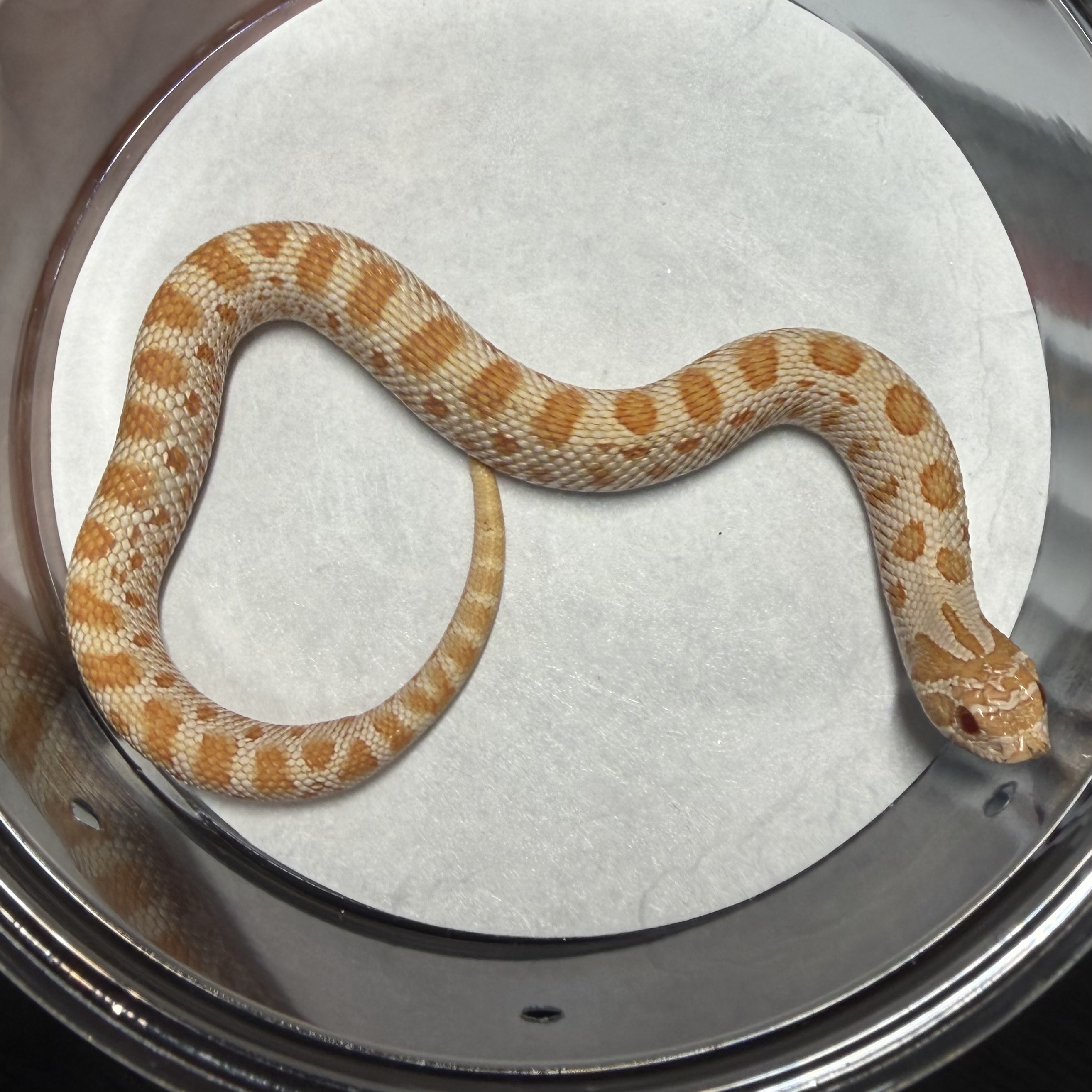 AA Het Axanthic