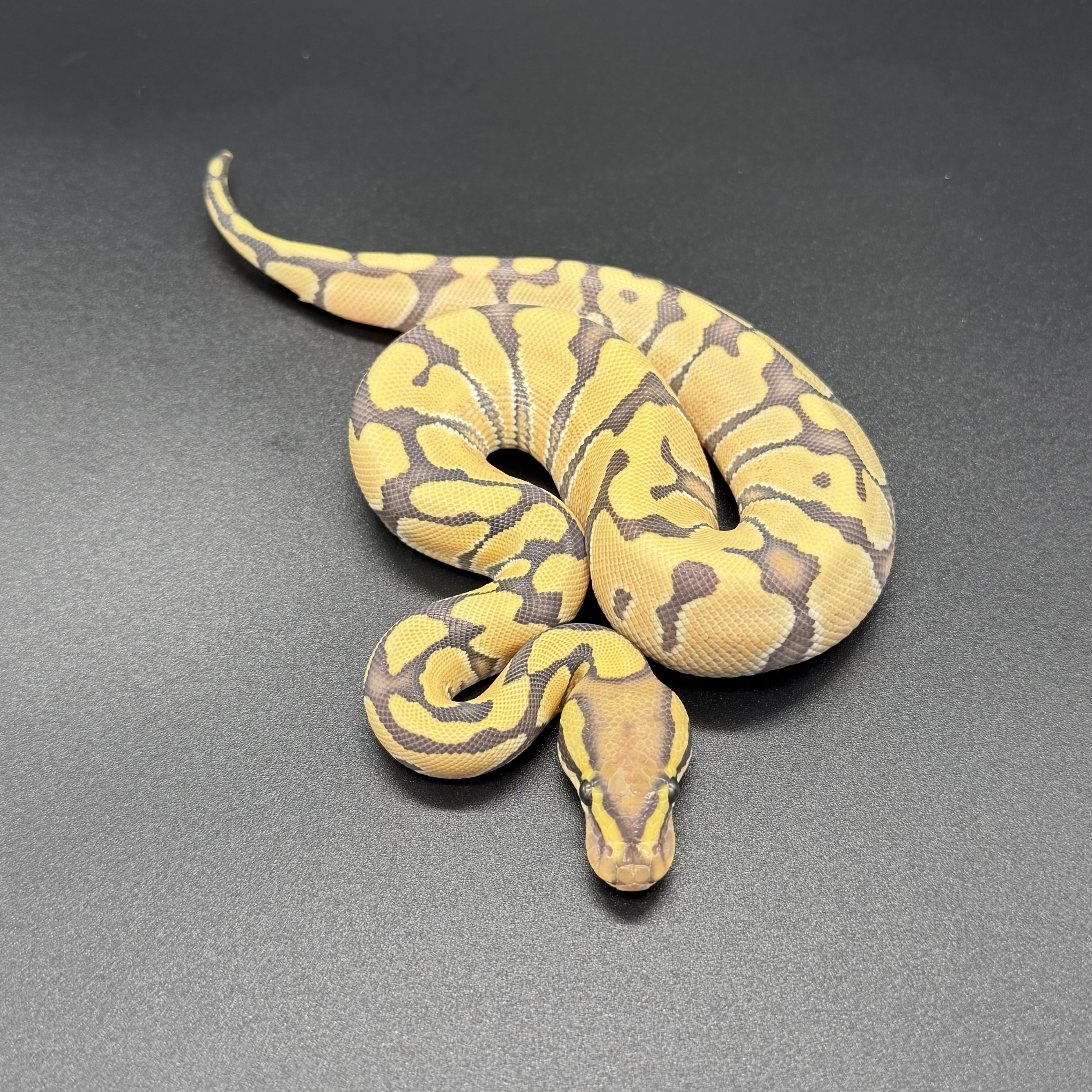 Enchi Hypo DG