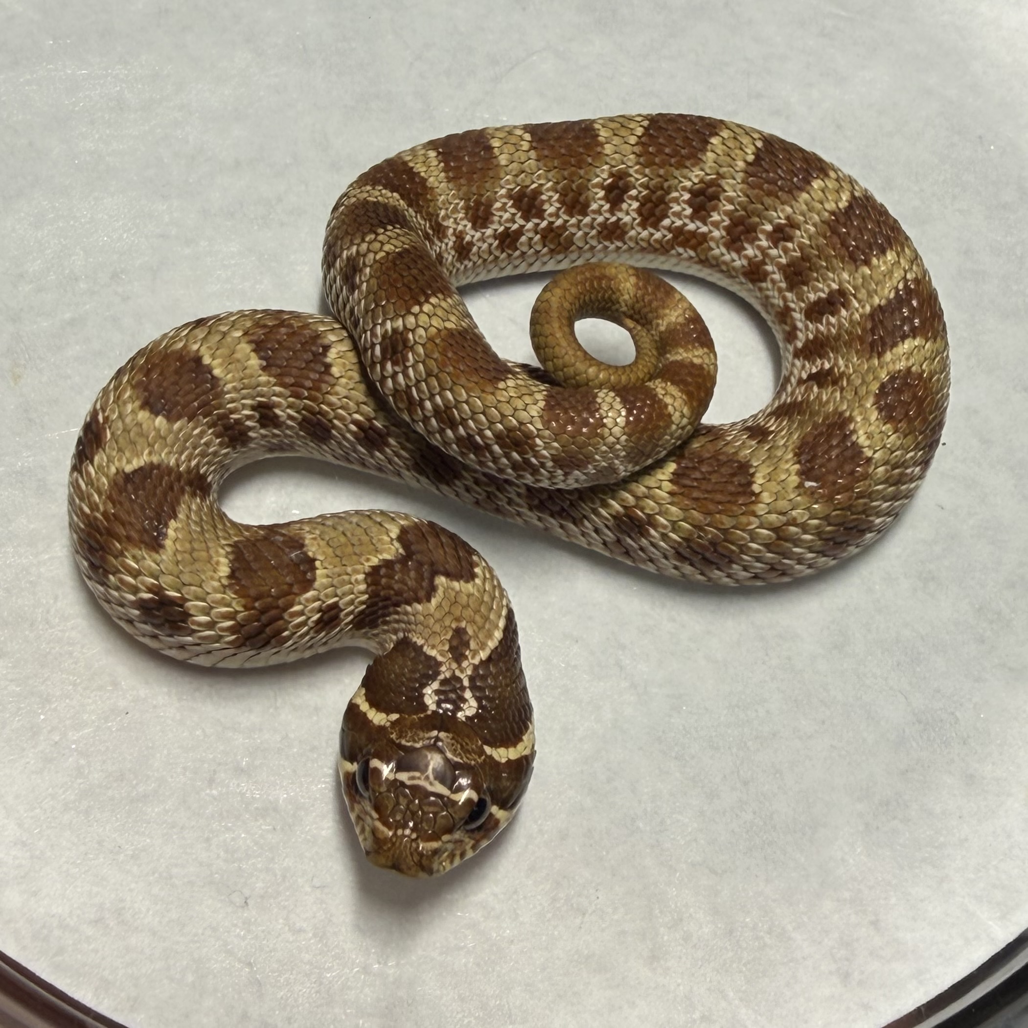 Anaconda