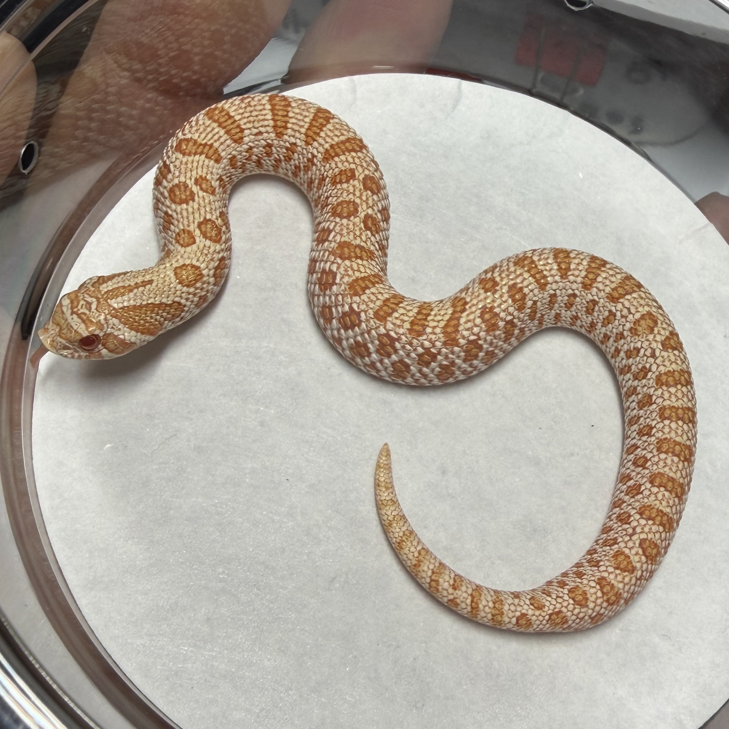 AA Het Axanthic